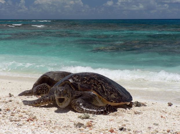 УЖАСАН ПРИЗОР: Помор корњача на плажама Мексика, некима разбијене главе
